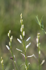 Anthericum liliago