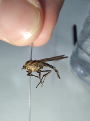 Chiromyzinae