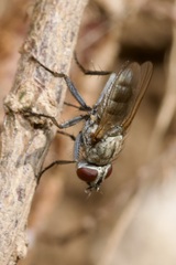 Leucophora
