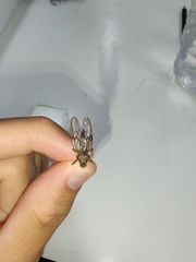 Chiromyzinae