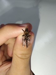 Chiromyzinae