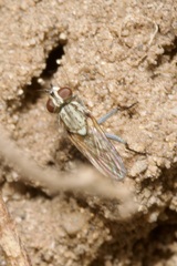 Leucophora