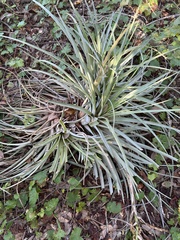 Tillandsia