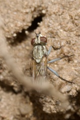 Leucophora