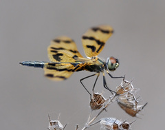 Rhyothemis graphiptera
