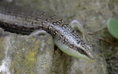 Dasia olivacea