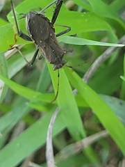 Alydus pilosulus