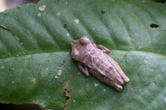 Osteocephalus taurinus