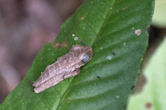 Osteocephalus taurinus