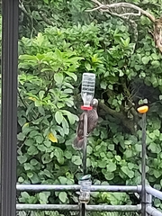 Nestor meridionalis septentrionalis