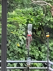 Nestor meridionalis septentrionalis