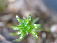Elodea nuttallii