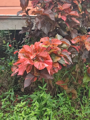 Acalypha wilkesiana