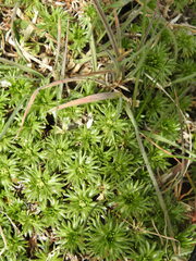 Azorella trifurcata