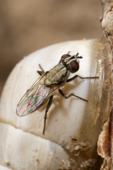 Leucophora