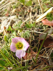 Oxalis enneaphylla