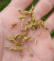 Sorghum bicolor image