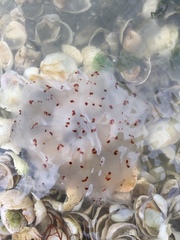 Desmonema gaudichaudi