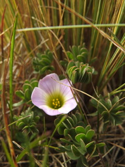 Oxalis enneaphylla