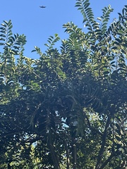 Ficus elastica