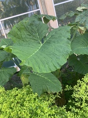 Xanthosoma sagittifolium