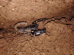 Sahyadrimetrus