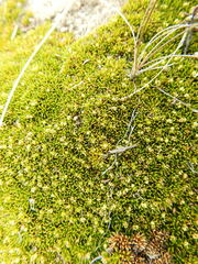Azorella lycopodioides