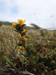 Berberis empetrifolia
