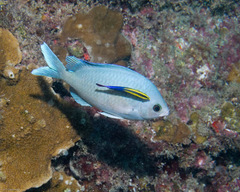 Blue Damsel photo 4