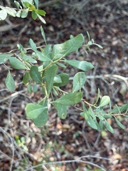 Lyonia ferruginea