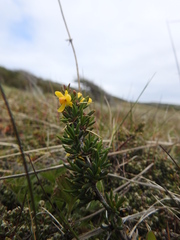 Berberis empetrifolia