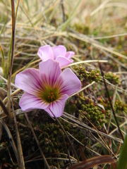 Oxalis enneaphylla