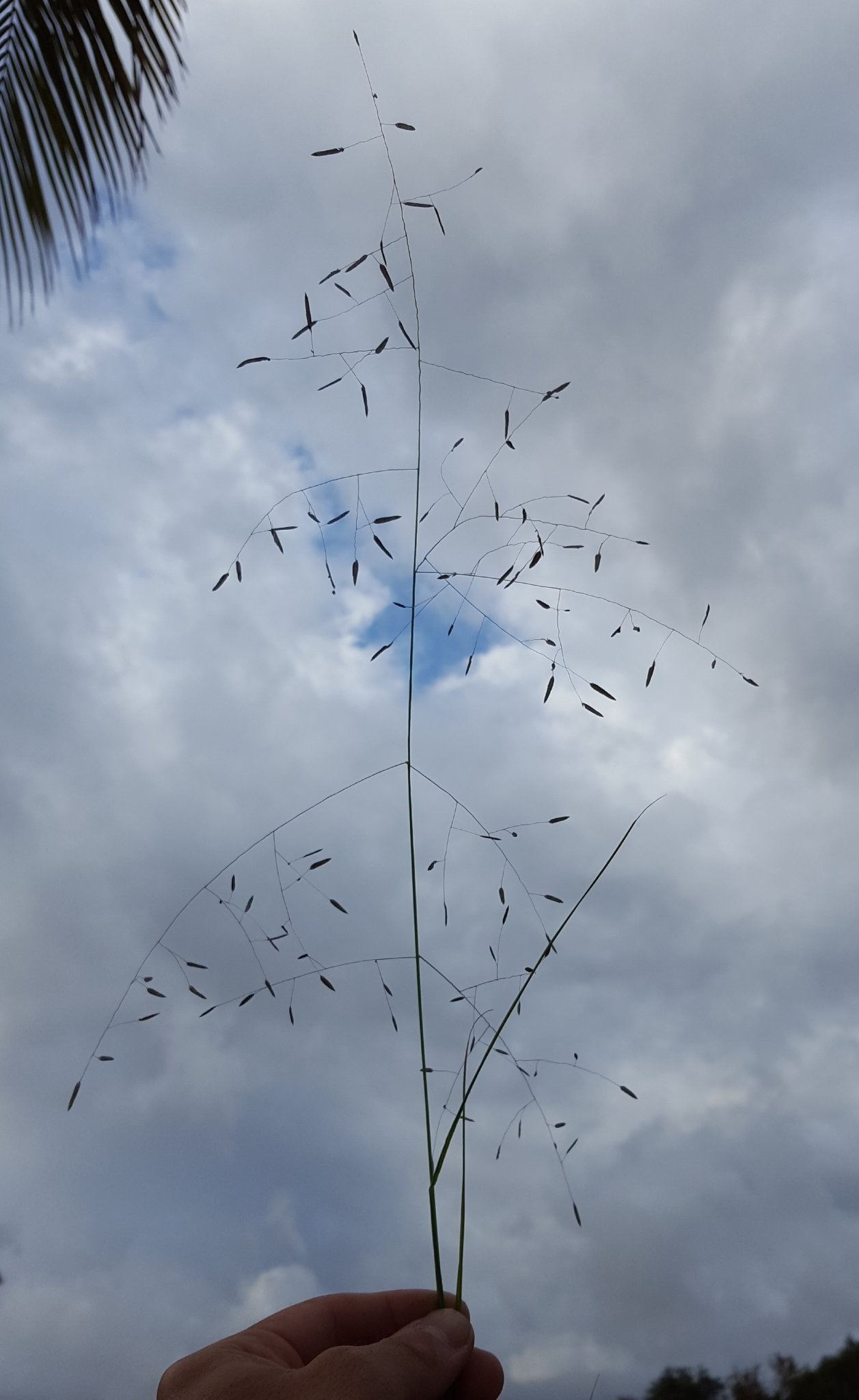 (c) François Rousseu, certains droits réservés (CC BY-NC) https://www.inaturalist.org/observations/143287827