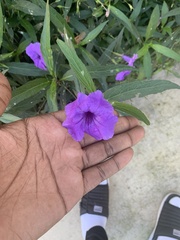 Ruellia