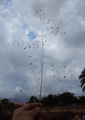 Eragrostis tremula