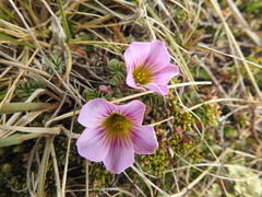 Oxalis enneaphylla