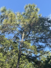 Pinus elliottii