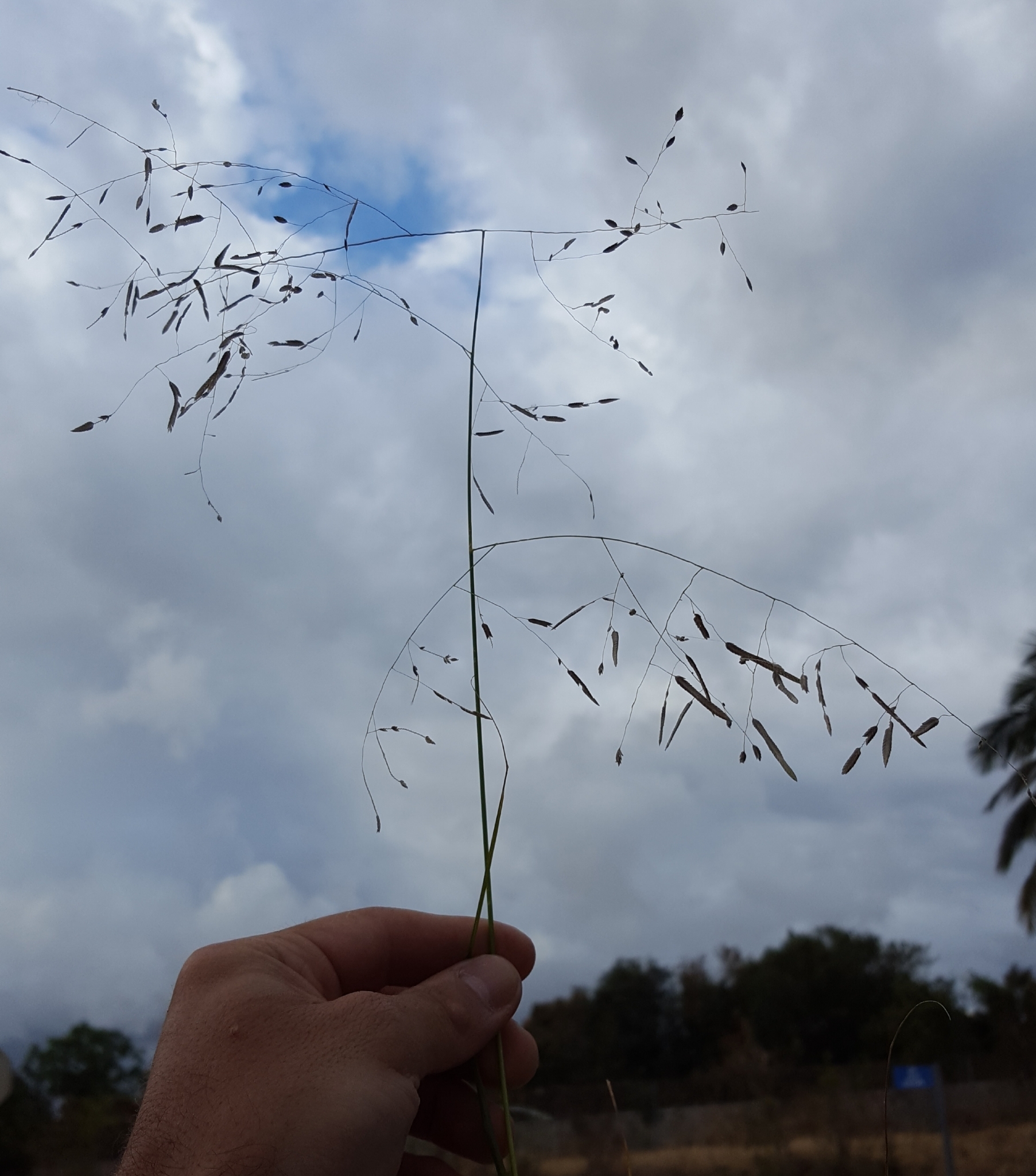 (c) François Rousseu, certains droits réservés (CC BY-NC) https://www.inaturalist.org/observations/143287827