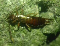 Apterygida albipennis