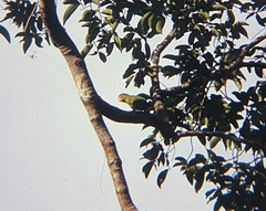 Tanygnathus lucionensis