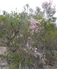 Erica irregularis