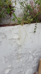 Eragrostis tremula