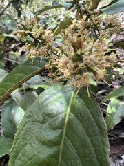 Oligactis sessiliflora