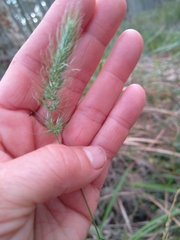 Echinopogon caespitosus