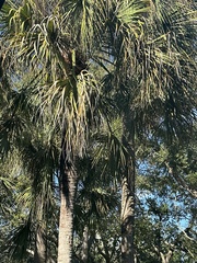 Sabal palmetto
