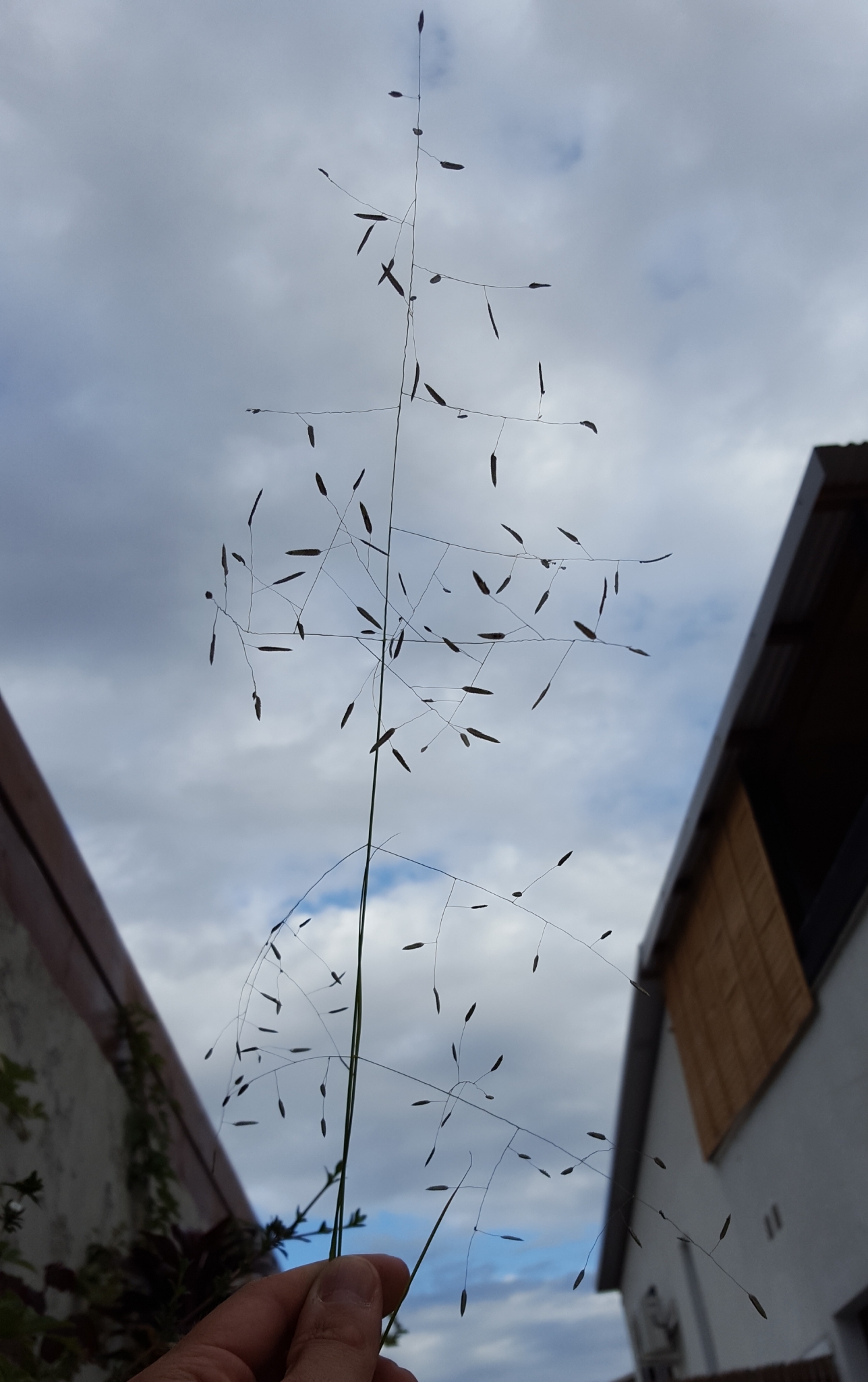 (c) François Rousseu, certains droits réservés (CC BY-NC) https://www.inaturalist.org/observations/143287827