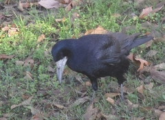 Corvus frugilegus