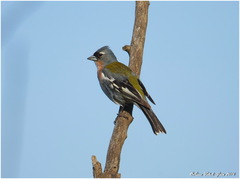 Fringilla coelebs africana