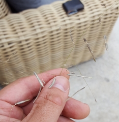 Eragrostis tremula