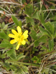 Ranunculus peduncularis